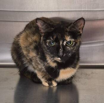 Sassy -  Domestic Short Hair Cat for Adoption in Christiansburg, Virginia - Sassy | PetCurious
