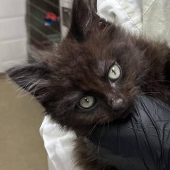 Lamar Jackson -  Domestic Medium Hair Cat for Adoption in Baltimore, Maryland - Lamar Jackson | PetCurious
