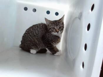JERRY -  Domestic Short Hair Cat for Adoption in Albuquerque, New Mexico - JERRY | PetCurious