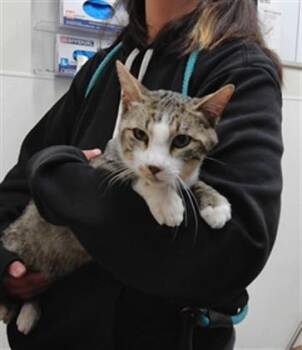 MISTER -  Domestic Short Hair Cat for Adoption in Albuquerque, New Mexico - MISTER | PetCurious