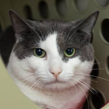 Oreo -  Domestic Short Hair Cat for Adoption in Middletown, Rhode Island - Oreo | PetCurious