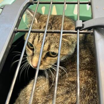 72268 -  Domestic Short Hair Cat for Adoption in Harrisonburg, Virginia - 72268 | PetCurious