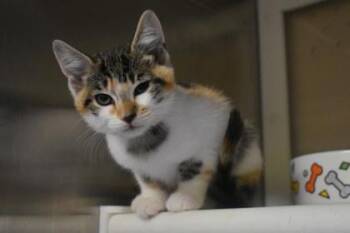 Siri -  Domestic Short Hair Cat for Adoption in Kansas City, Missouri - Siri | PetCurious