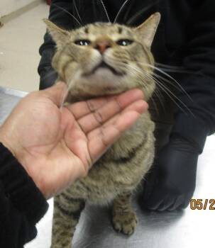 (653) -  Domestic Short Hair Cat Available for Adoption in Marietta, Georgia - (653) | PetCurious