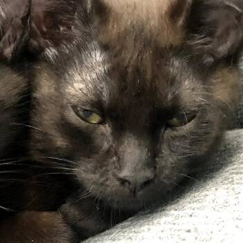 Domestic Short Hair Cats Available for Adoption in Skokie, Illinois - Quinley | PetCurious