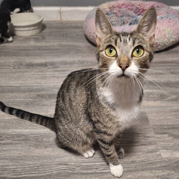 Rescue American Shorthair Cats for Adoption in Wolcott, Connecticut - Symphony | PetCurious