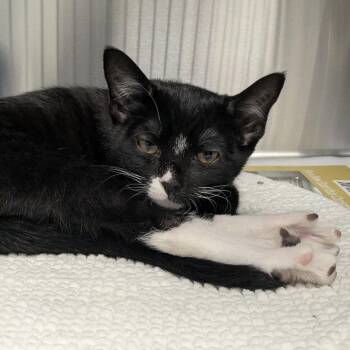 Orca -  Domestic Short Hair Cat for Adoption in Hendersonville, North Carolina - Orca | PetCurious