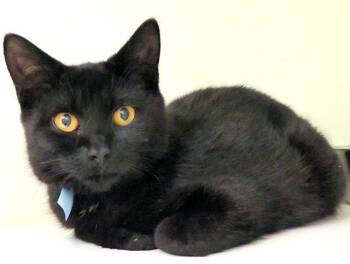 Domestic Short Hair Cats Available for Adoption in Oklahoma City, Oklahoma - COSMO | PetCurious