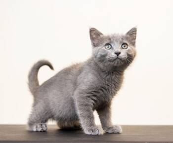 Graymond -  Domestic Short Hair Cat for Adoption in Baltimore, Maryland - Graymond | PetCurious