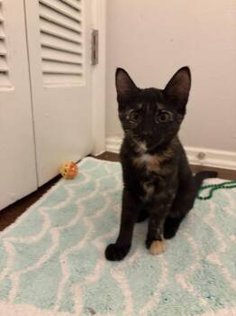 Rowdy Penny -  Domestic Short Hair Cat for Adoption in Dallas, Texas - Rowdy Penny | PetCurious