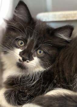 Cattarina -  Domestic Long Hair and Tuxedo Cat for Adoption in Sandusky, Michigan - Cattarina | PetCurious