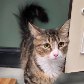 Talula -  Domestic Short Hair Cat for Adoption in Kennett Square, Pennsylvania - Talula | PetCurious