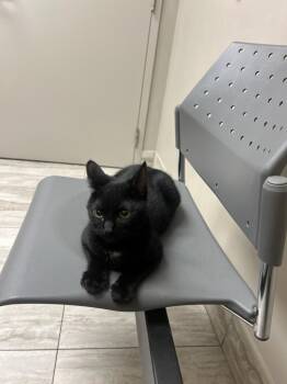 Drew -  Domestic Short Hair Cat for Adoption in Hamilton, Ontario - Drew | PetCurious