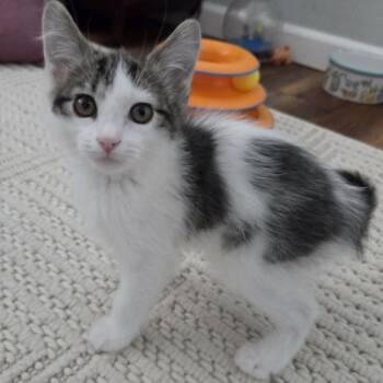 WASABI -  Domestic Short Hair Cat for Adoption in Loveland, Colorado - WASABI | PetCurious