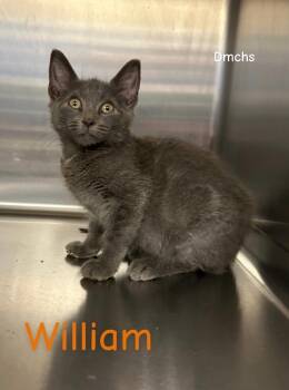 William -  Domestic Short Hair Cat for Adoption in Burlington, Iowa - William | PetCurious