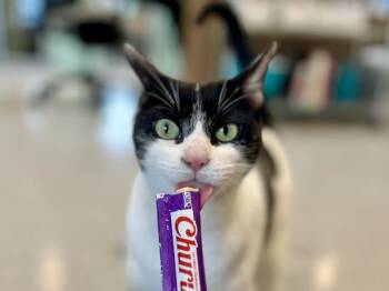 Domestic Short Hair Cats Available for Adoption in Portland, Oregon - Tinsel | PetCurious