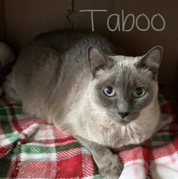 Taboo -  Siamese Cat for Adoption in Eugene, Oregon - Taboo | PetCurious
