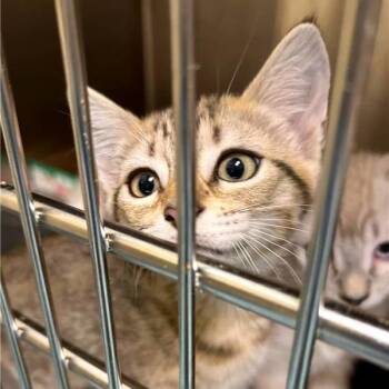 Stone Temple Pilots -  Domestic Short Hair Cat for Adoption in Woodinville, Washington - Stone Temple Pilots | PetCurious