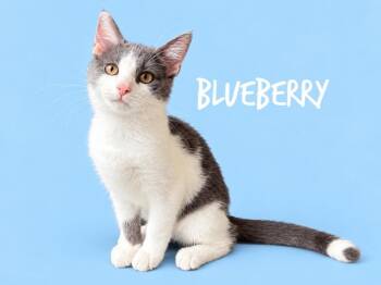 Blueberry -  Domestic Short Hair Cat for Adoption in Rutherfordton, North Carolina - Blueberry | PetCurious