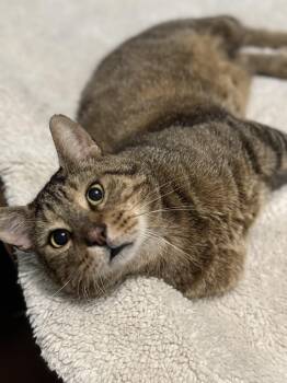 Rescue Domestic Short Hair Cats for Adoption in New Orleans, Louisiana - Bruce | PetCurious