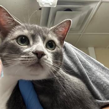 Domestic Short Hair Cats Available for Adoption in Concord, North Carolina - Lilith | PetCurious