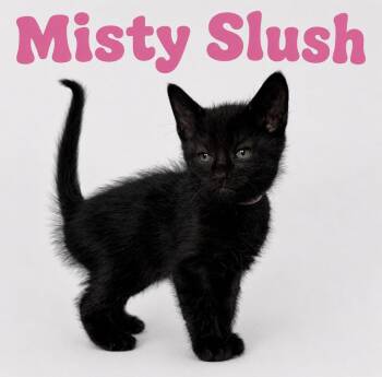 Misty Slush -  Domestic Short Hair Cat for Adoption in Oviedo, Florida - Misty Slush | PetCurious