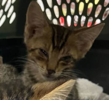 Rescue Domestic Short Hair Cats for Adoption in Roanoke, Virginia - Redden | PetCurious