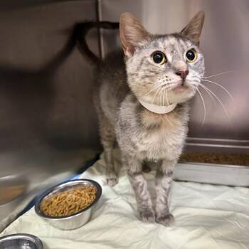 Tiny -  Domestic Short Hair Cat for Adoption in Birmingham, Alabama - Tiny | PetCurious