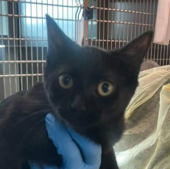 Dottie -  Domestic Short Hair Cat for Adoption in Golden, Colorado - Dottie | PetCurious