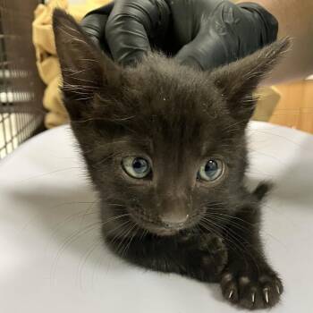 Domestic Short Hair Cats Available for Adoption in Las Cruces, New Mexico - Eastwood | PetCurious