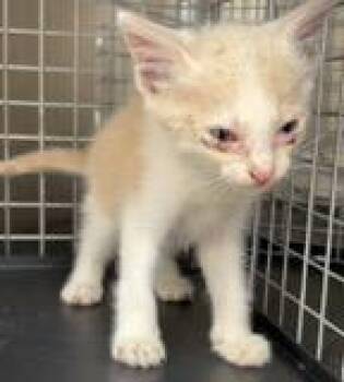 A232441 -  Domestic Short Hair Cat for Adoption in Grand Prairie, Texas - A232441 | PetCurious