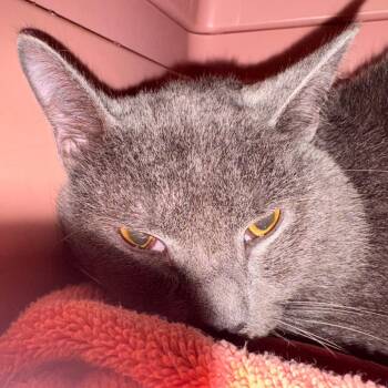Bubs -  Domestic Short Hair Cat for Adoption in Lynchburg, Virginia - Bubs | PetCurious