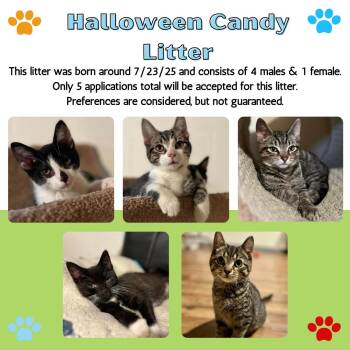 Rescue Domestic Short Hair Cats for Adoption in Renfrew, Pennsylvania - Halloween Candy Litter | PetCurious