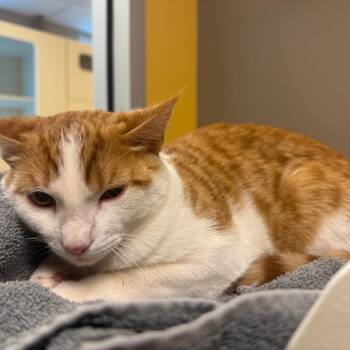 Domestic Short Hair Cats Available for Adoption in Norman, Oklahoma - Steve | PetCurious