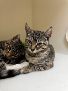Aretha Catlin -  Domestic Short Hair Cat for Adoption in Kalispell, Montana - Aretha Catlin | PetCurious