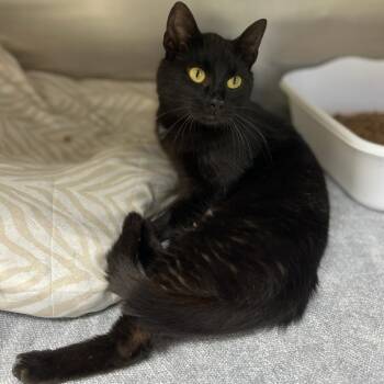 Sula -  Domestic Short Hair Cat for Adoption in Walden, New York - Sula | PetCurious