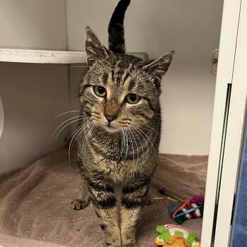 Domestic Short Hair Cats Available for Adoption - Hamlet | PetCurious