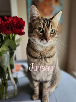 Rescue Domestic Short Hair Cats for Adoption in New Bern, North Carolina - Juneau (JUNO) | PetCurious