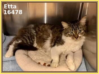 Domestic Medium Hair Cats Available for Adoption - ETTA | PetCurious