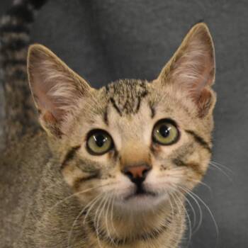 Legolas -  Domestic Short Hair Cat for Adoption in Auburn, Nebraska - Legolas | PetCurious