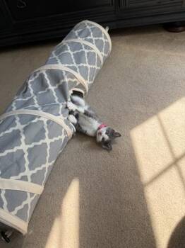 Junior -  Domestic Medium Hair Cat for Adoption in Lorain, Ohio - Junior | PetCurious