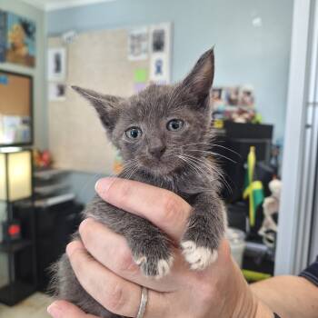 Rescue Domestic Short Hair Cats for Adoption in Gautier, Mississippi - Chantelle | PetCurious