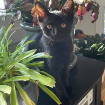 Leroy - Lovable & Affectionate -  Domestic Short Hair Cat for Adoption in Hamilton, Ontario - Leroy - Lovable & Affectionate | PetCurious