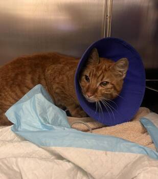Gingi -  Domestic Short Hair Cat for Adoption in New York, New York - Gingi | PetCurious