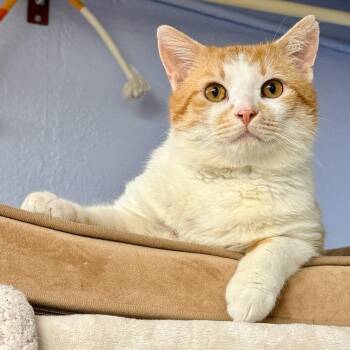 Domestic Short Hair Cats Available for Adoption - Charlie | PetCurious