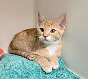 CHARDONNAY -  Domestic Short Hair Cat for Adoption in Texas City, Texas - CHARDONNAY | PetCurious