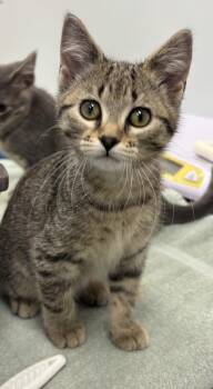 Domestic Short Hair Cats Available for Adoption - Tamera Meowry | PetCurious