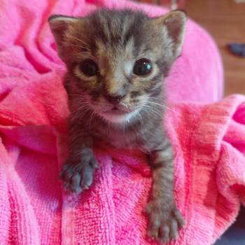 Domestic Short Hair Cats Available for Adoption in Bentonville, Arkansas - Buttercup | PetCurious