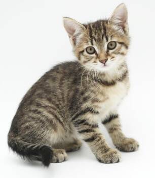 Penny is precious - So pretty and petite -  Tabby and Maine Coon Cat for Adoption in Bedford Hills, New York - Penny Is Precious - So Pretty And Petite | PetCurious