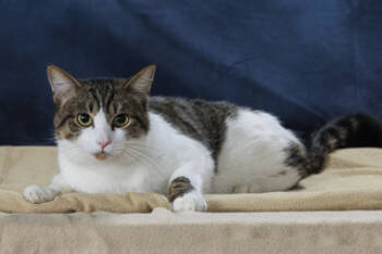 Rescue Domestic Short Hair Cats for Adoption in Chesapeake, Virginia - Hufflepuff | PetCurious